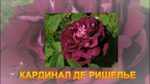 ФРАНЦУЗСКИЕ РОЗЫ - ВЕЛИКОЛЕПИЕ В САДУ