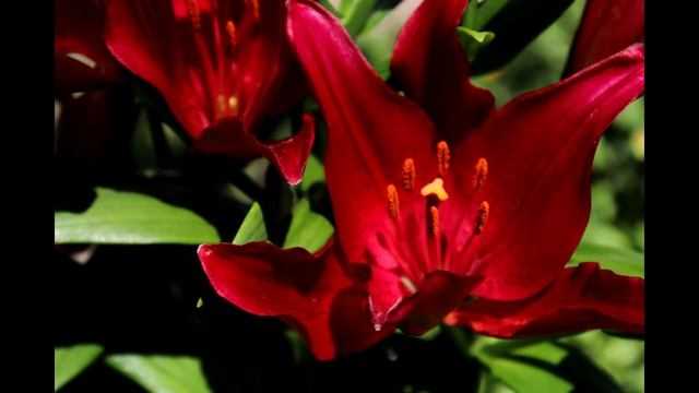 Виртуальный Подонок - Глава 17. Упорство или упоротость? - А. Вербовой смотреть онлайн