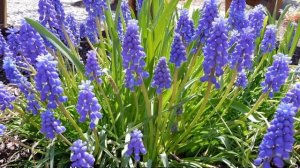 Мускари цветы — сорта и виды, выращивание