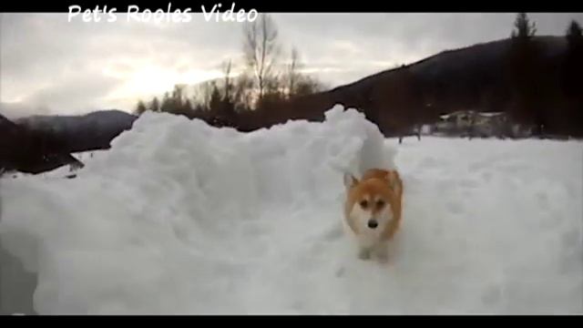 Corgi in snow. Corgi love snow)) Смешные Корги в снегу смотреть онлайн