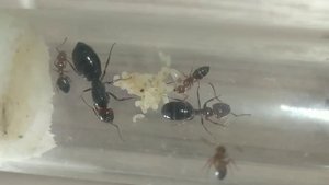 Камонотус латералис. Camponotus lateralis ( муравей-древоточец) Муравьи дома. Муравьиная ферма.