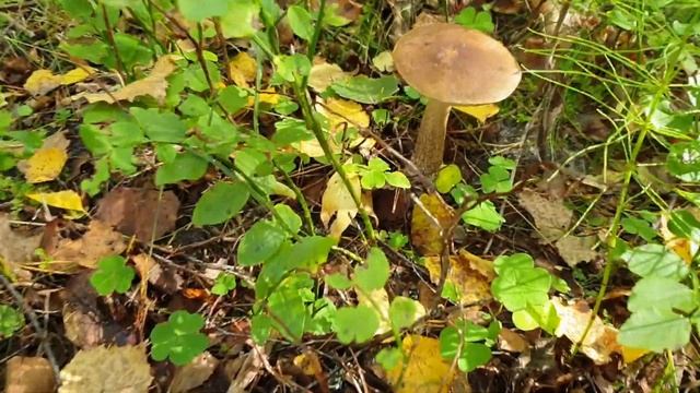 Влог.Дачный влог.Цены на базе отдыха.История старой сосны.В лес за грибами.Нужен ваш совет