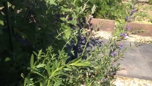 Иссоп. Пряное растение