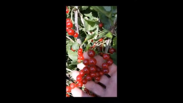 Красная смородина "Фертоди Пирс" смотреть онлайн