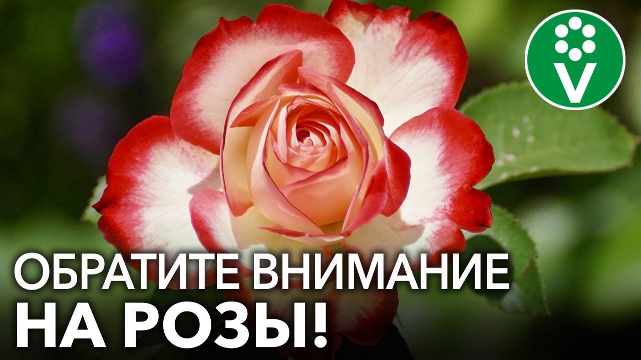 ФОРМИРУЕМ РОЗУ: ТЕХНИКА, ВЫБОР ИНСТРУМЕНТА И ПОСЛЕДУЮЩИЙ УХОД ЗА КУСТОМ