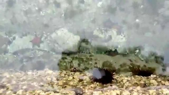 Обитатели Восточного (Японского) моря / Морской ёж / Южная корея смотреть онлайн