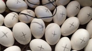 Теплуша инкубация гусиного яйца,14 день проветривание и опрыскивание.