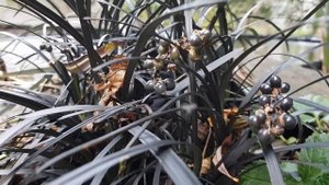 Ophiopogon planiscapus "Nigrescens" black dragon grass.