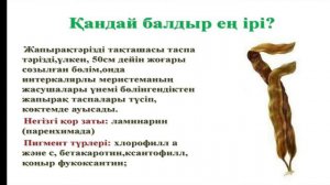 Балдырлар | Мүктер |Плаундар |Қырықжапырақтар |Қырықбуындар