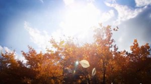 МЫ КАК ЛИСТВА