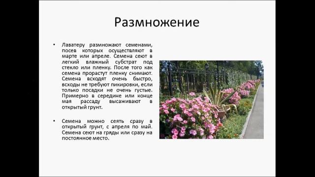 ЛАВАТЕРА смотреть онлайн