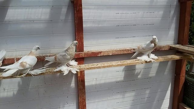 Обзор молодых голубей. Тасманы 2021 смотреть онлайн