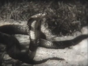 Биология. Пресмыкающиеся. Змеи. 1962 г.