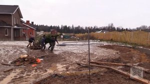 Посадка сосен крупномеров на дачном участке