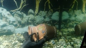 Два друга.Полиптерус и Астронотус.mp4