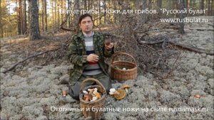 Белые грибы. Ножи для грибов. Компания "Русский булат"