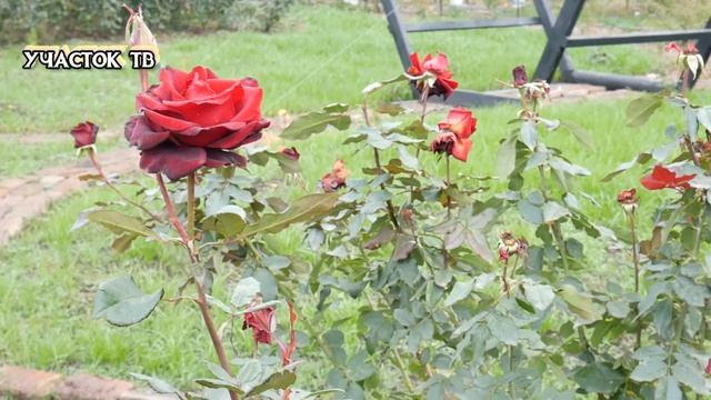 Нужно ли Обрезать Листья Розам Перед Зимовкой - УХОД ЗА РОЗАМИ ОСЕНЬЮ смотреть онлайн