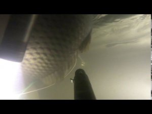 Подводная охота на сазана.