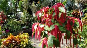 Acalypha hispida - Chenille Plant