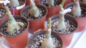 Сортовые адениумы из Тайланда