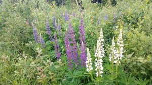 Люпин многолистный. Июнь 2023