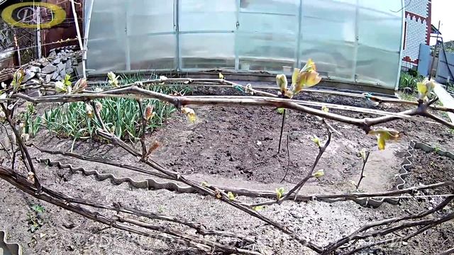 Как получить большие грозди винограда.Как получить хороший урожай смотреть онлайн