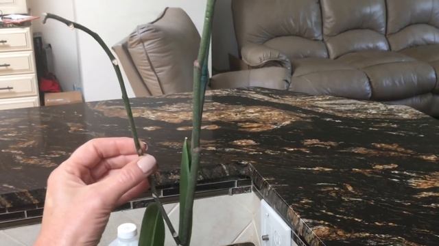 Что делать с орхидеей после того как она отцвела.