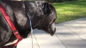 Сюжет "Жестокое обращение с животными"