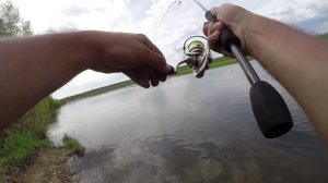 Ловля крупного голавля на спиннинг