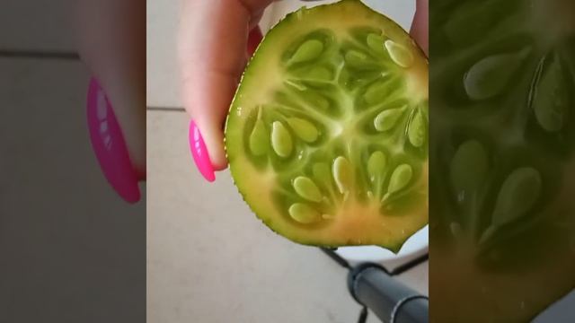 кивано или африканский огурец смотреть онлайн