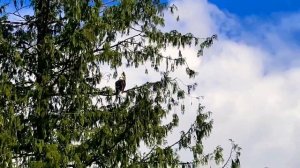 Весенним днём встреча с Белоголовым Орланом/ Bald Eagle ?