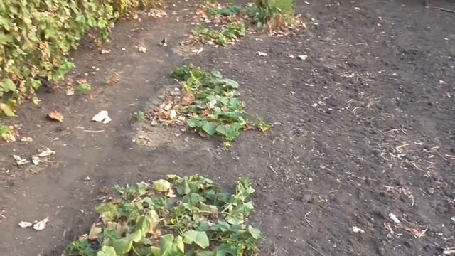 Как закончился сентябрь на нашей даче смотреть онлайн