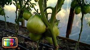 ЛУЧШИЕ СОРТА ТОМАТОВ ОБЗОР САМЫХ УРОЖАЙНЫХ ПОМИДОР В ИЮЛЕ