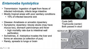 Protozoa lecture Part 2