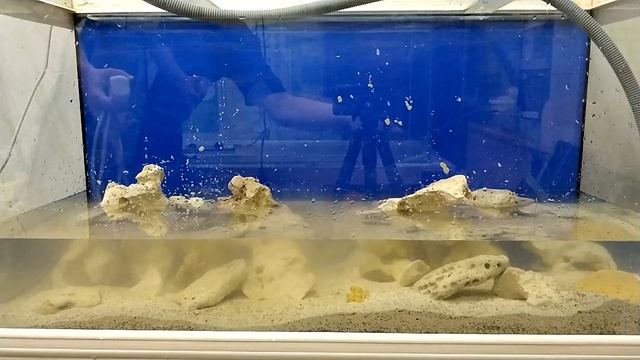 Запуск подарочного аквариума 200 литров. смотреть онлайн