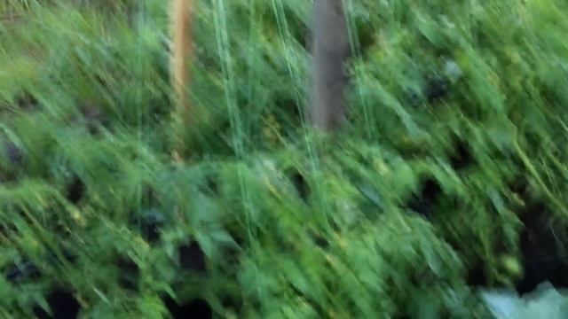 Срочно! Чем подкормить томаты для роста и налива плодов, если завязь не растет. Кусты ломятся!