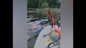 смешные случаи с животными 22