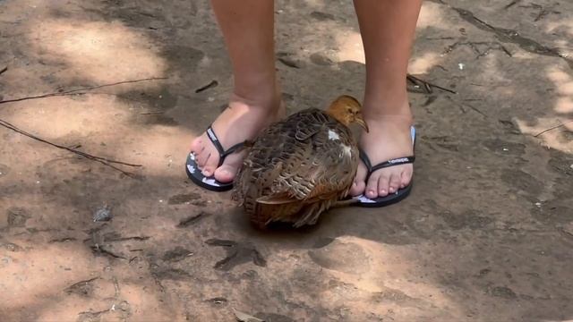 Потрясающий Парк птиц // БРАЗИЛИЯ (Parque das Aves) смотреть онлайн