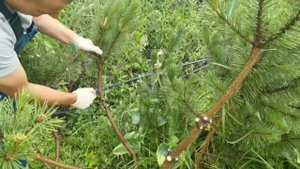 Ниваки из горной сосны