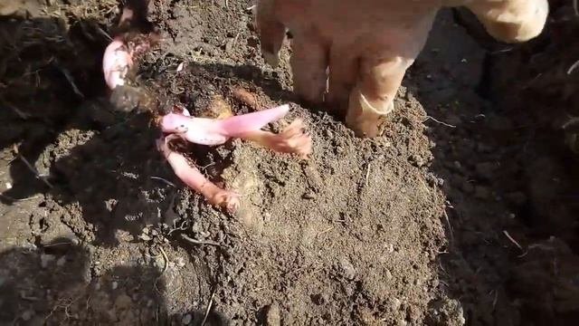 Сажаю желтый пион Барцелла