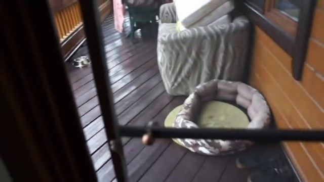 Сообразительный родезийский риджбек смотреть онлайн