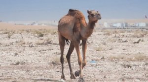 When Camels Roamed North America