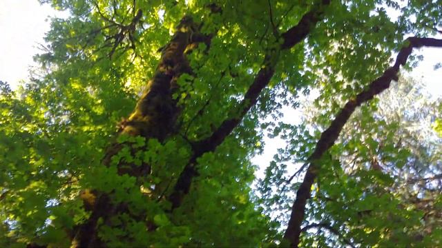 Ted Bundy Fave Trail at The MK Ultra Evergreen State College смотреть онлайн