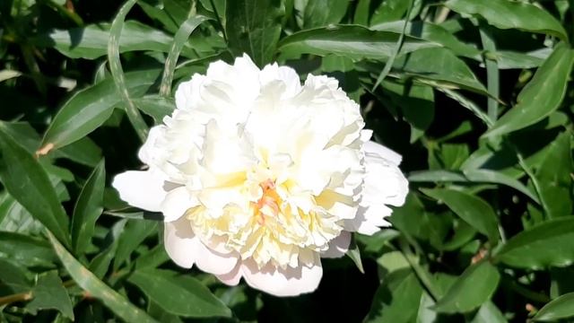 Bujor (itoh)DUCHESSE DE NEMOURS ! смотреть онлайн