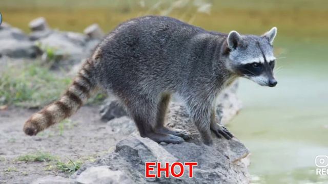 Карточки для малышей. Животные леса. смотреть онлайн