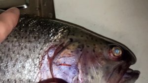 Свежая непотрошеная форель из Мурманска