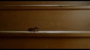 Самые Страшные Пауки в Кино