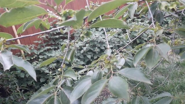 Хурма Россиянка, опадание завязей в июне. смотреть онлайн