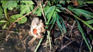 Поползновение майского жука! По рыбацкой примете если полетели майские жуки - это к ловли головлей.