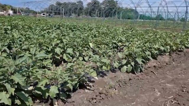 Заметки Агронома Баклажан Эпик